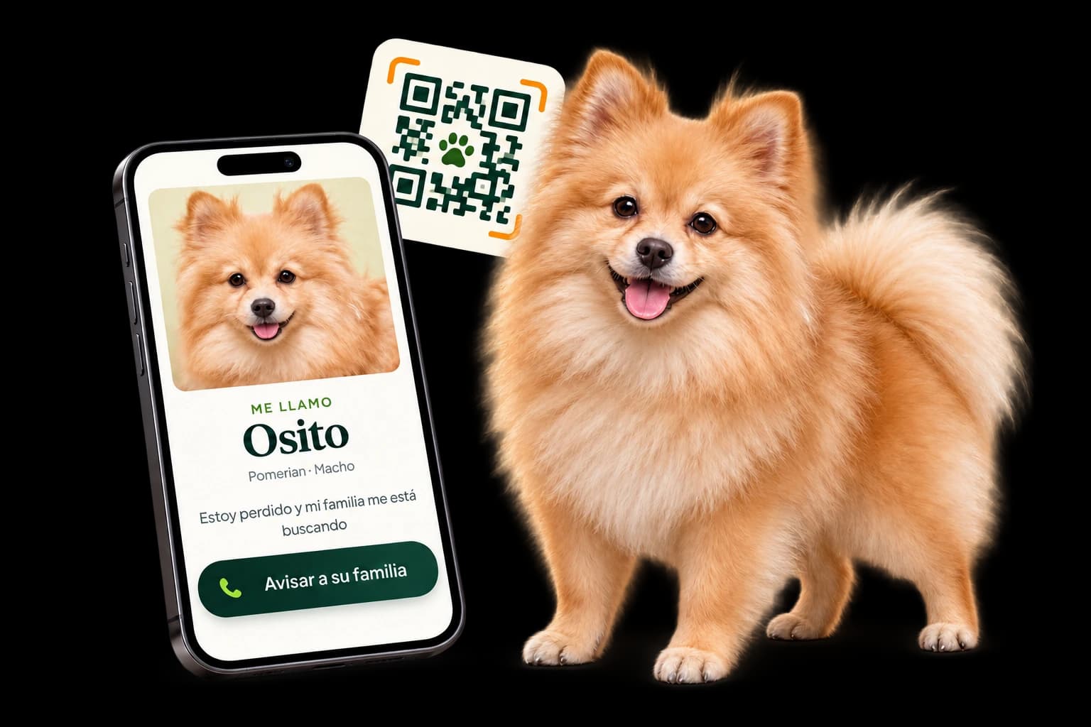 Un pomerania acompaña un teléfono con su perfil público y un QR ilustrativo para ayudarlo a volver a casa.